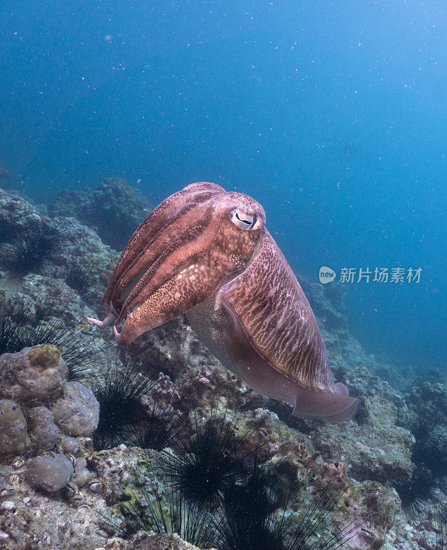 水下法氏乌贼(Sepia officinalis)头足类动物行为海洋生物水下生活，高哈群岛，安达曼海，甲米，泰国